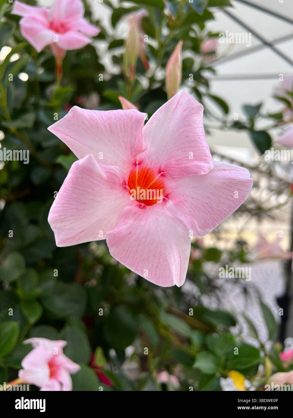 Frangipani-Blüten (Plumeria) Stockfoto