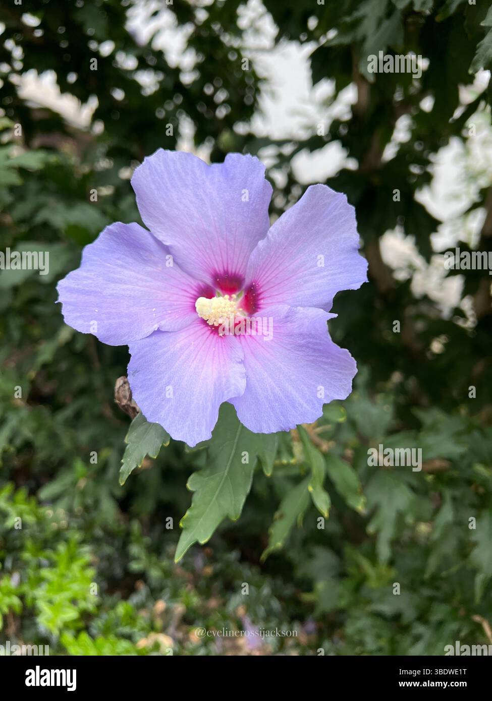 Frangipani-Blüten (Plumeria) Stockfoto