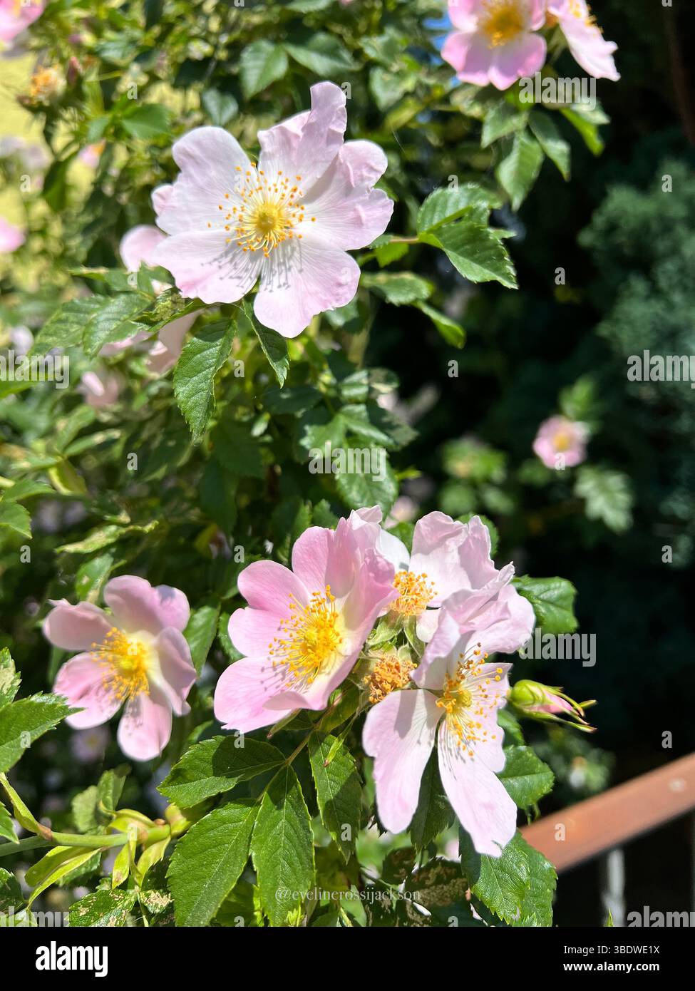 Frangipani-Blüten (Plumeria) Stockfoto