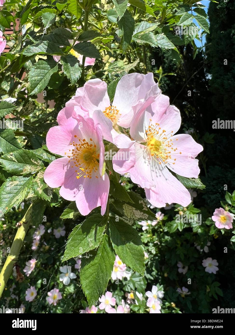 Frangipani-Blüten (Plumeria) Stockfoto