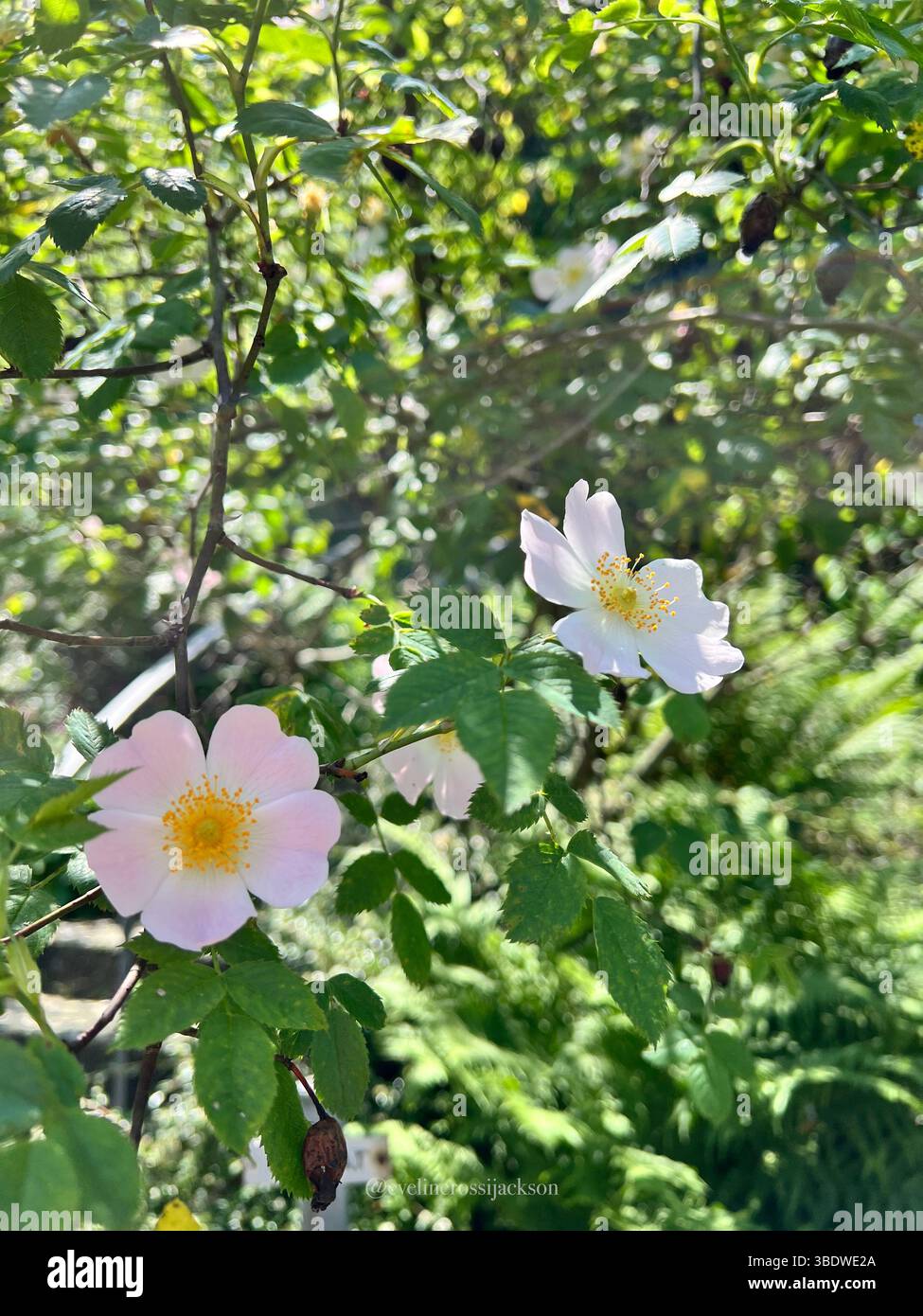 Frangipani-Blüten (Plumeria) Stockfoto