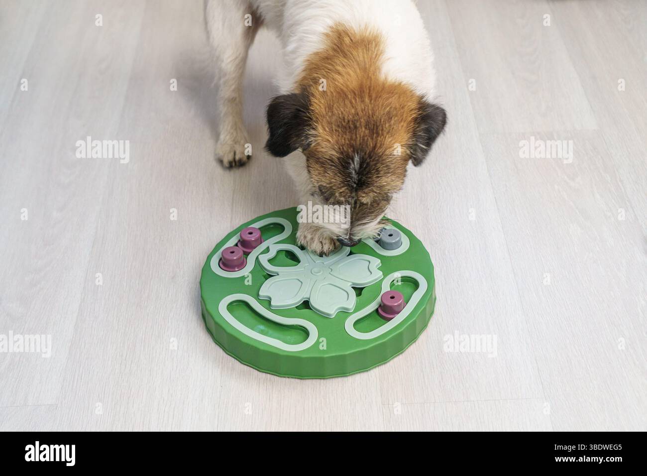 Der Smart Jack Russell Terrier Hund findet getrocknete Leckereien und Käse versteckt unter dem Kegel während mentaler Übung Gedächtnisspiel zu Hause, um Gehirn und Gesundheit zu stimulieren Stockfoto