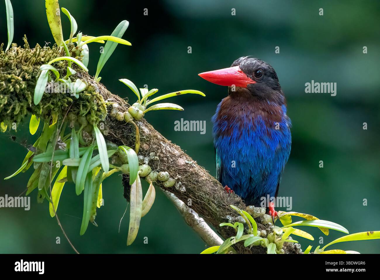 blaubauchiger eisvogel auf einem Baumzweig Stockfoto