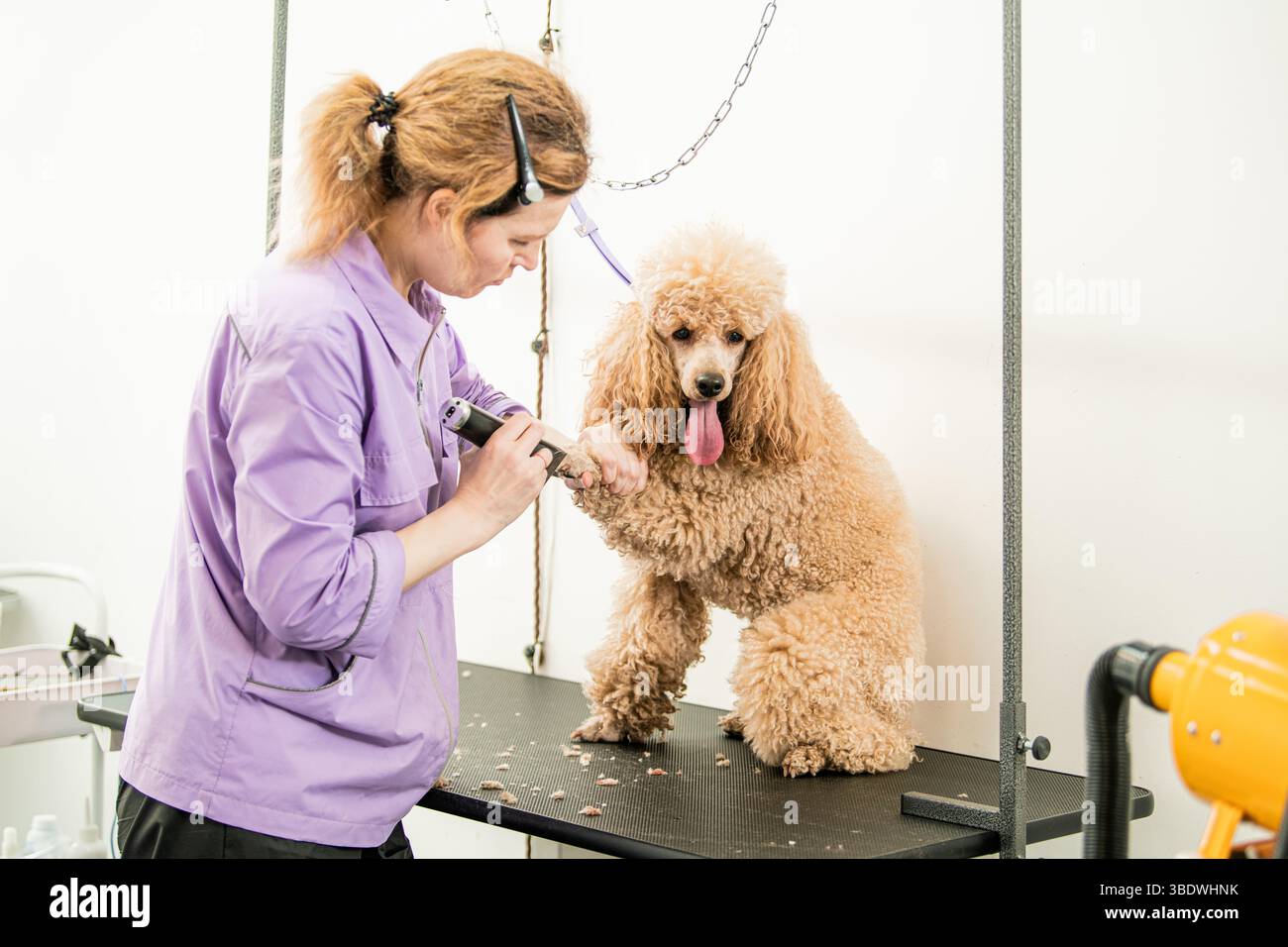 Pflege-Session mit Aprikosenpudel und Friseur Stockfoto
