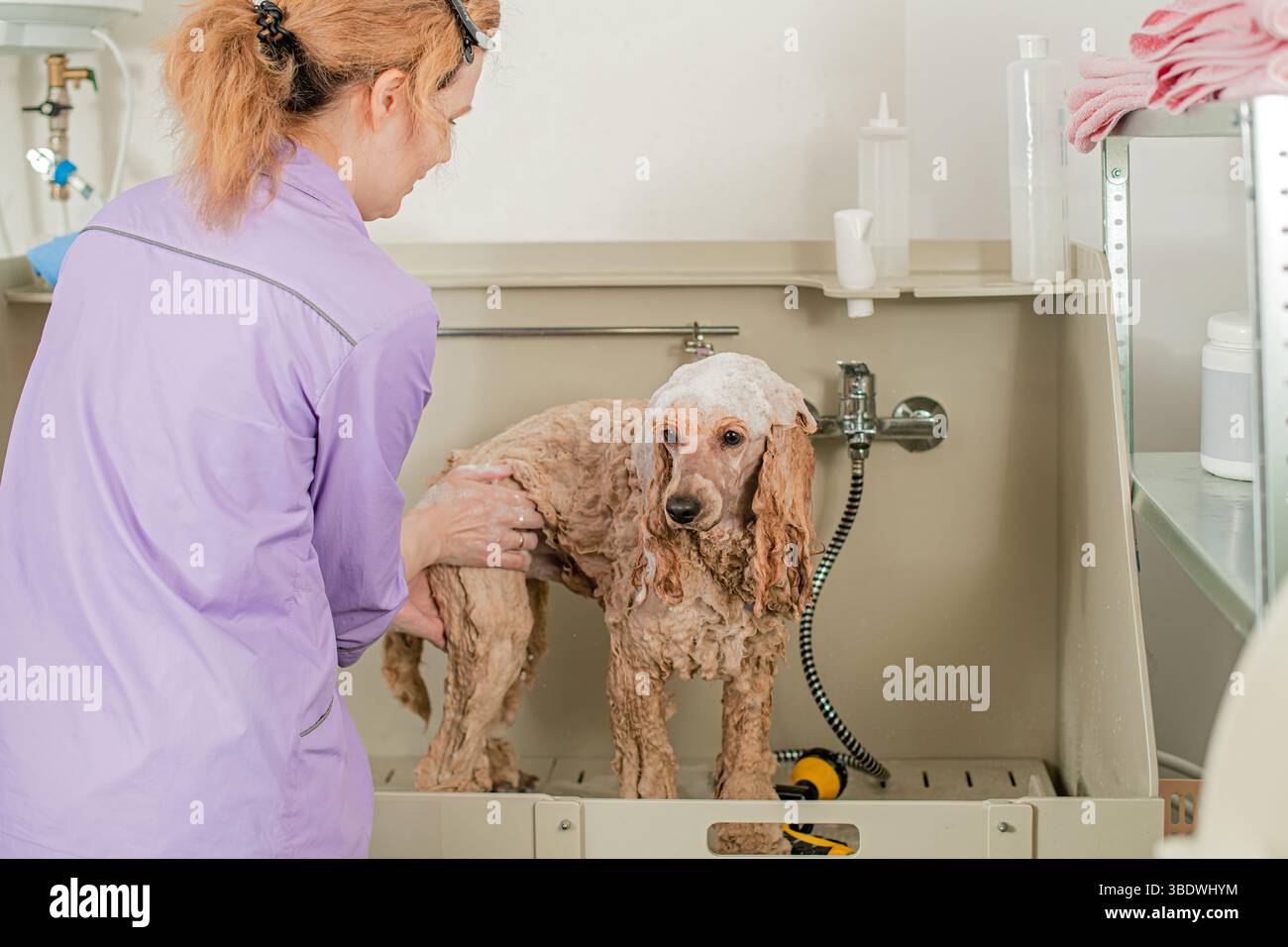 Hund bekommt ein Bad im Haustierpflegesalon Stockfoto