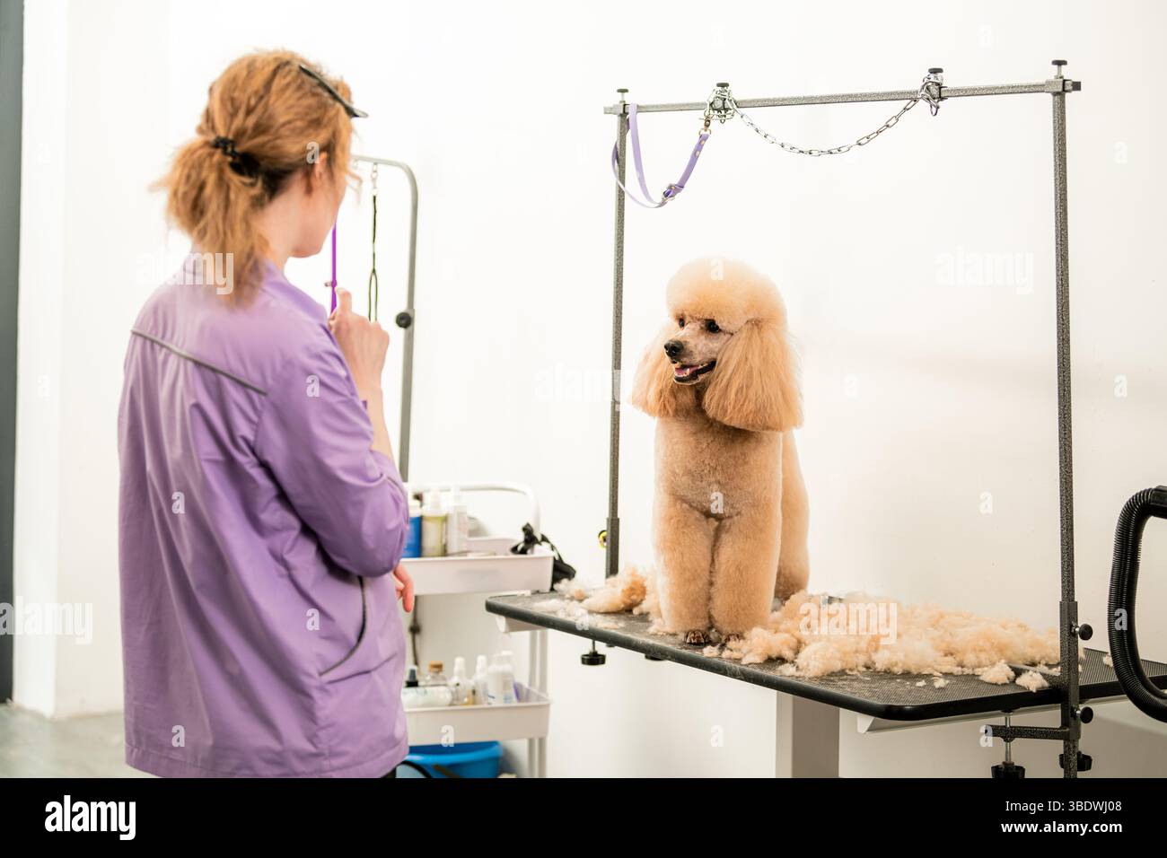Hundepflege mit Happy Poodle auf dem Tisch Stockfoto