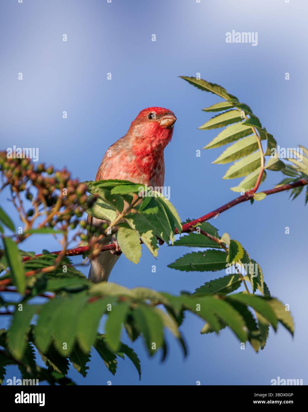 In goldenes Licht getaucht, thront der leuchtend rote Rosefinke anmutig zwischen den Blättern eines eberenbaums. Sein helles Gefieder steht im Kontrast zum Stockfoto