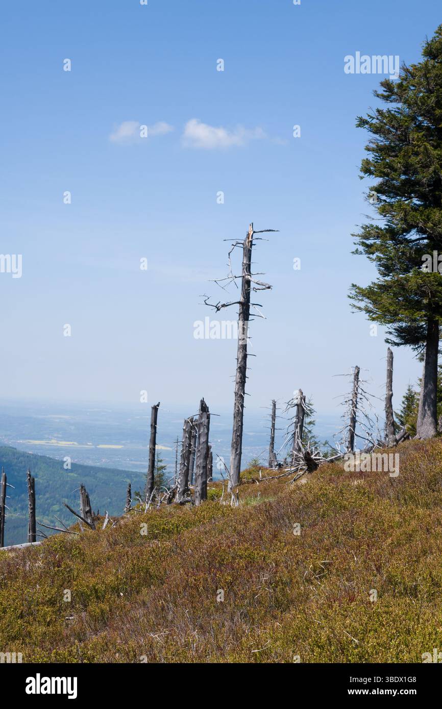 Tote Fichten blicken an klaren Tagen über Karpacz, eine deutliche Erinnerung an Veränderungen der Umwelt. Stockfoto