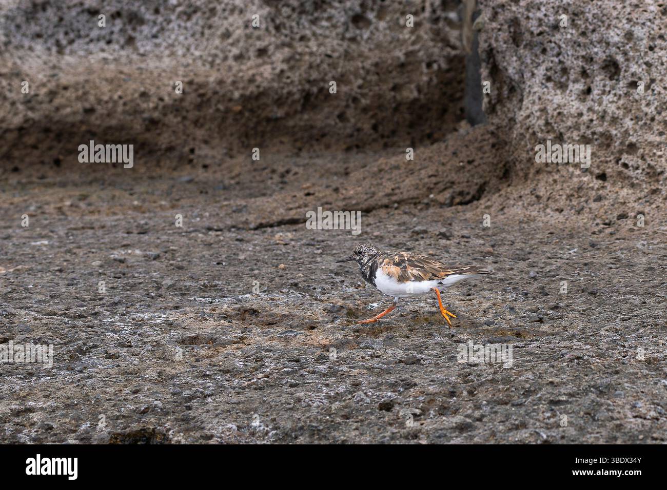 Ruddy Turnstone (Arenaria interpres), der auf vulkanischen Felsen an der Küste läuft. Ein roter Drehstein an der Uferlinie. Seitenansicht. Stockfoto
