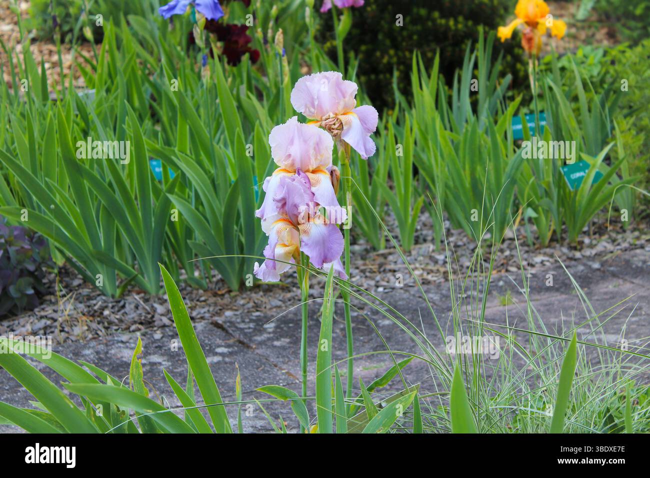 Weiche, pastellfarbene Irisblumen im Frühlingsgarten Stockfoto