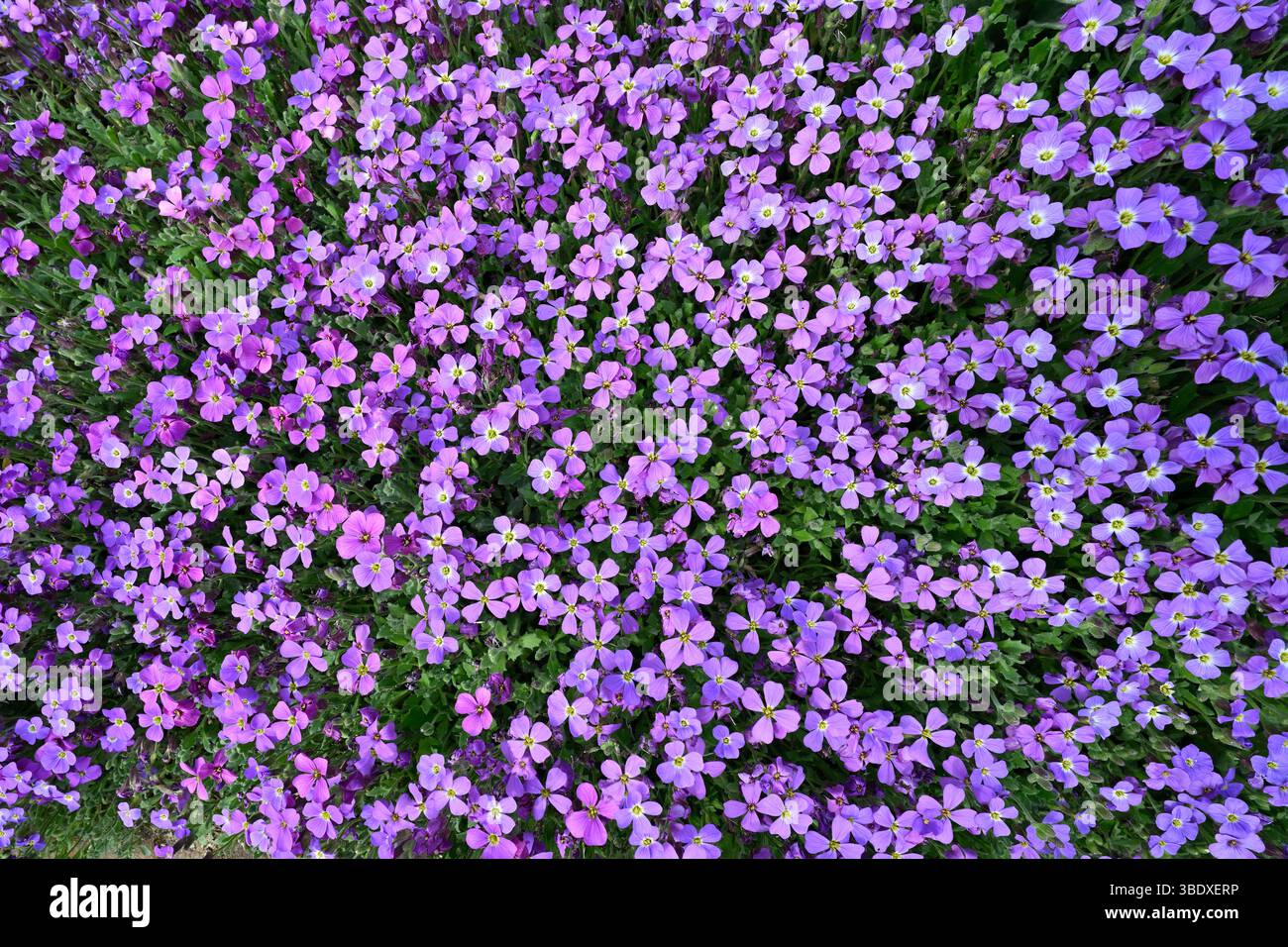Violette Frühlingsblumen von Aubrieta deltoidea oder Rock Cress UK Garden May Stockfoto