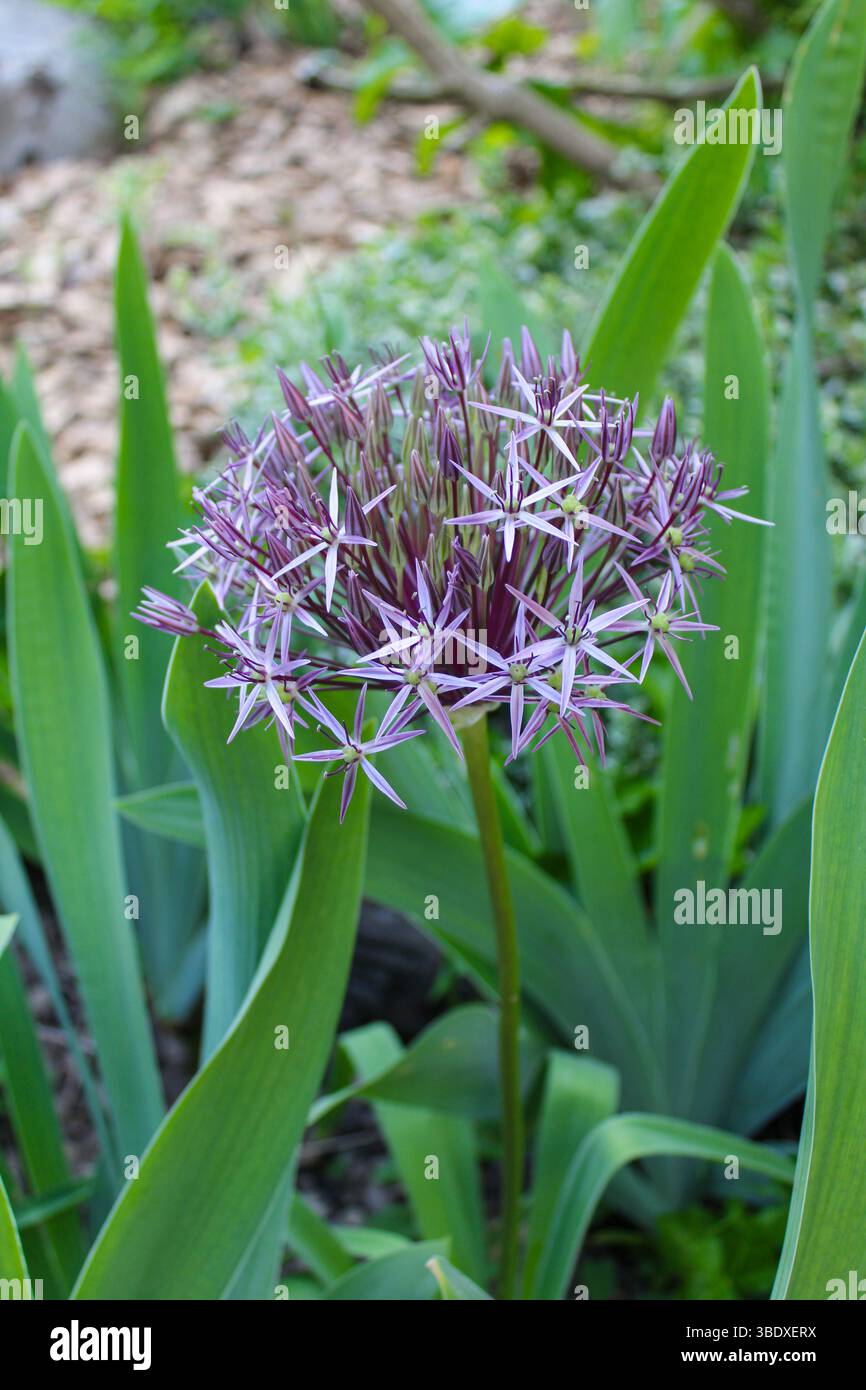 Symmetrical Bloom of Allium in Spring Garden – Makro Botanical Photography Stockfoto