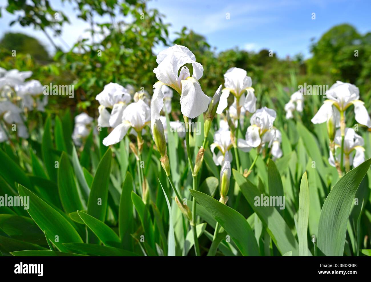 Frühlingsblumen der weißen bärtigen Iris UK Garden Mai Stockfoto