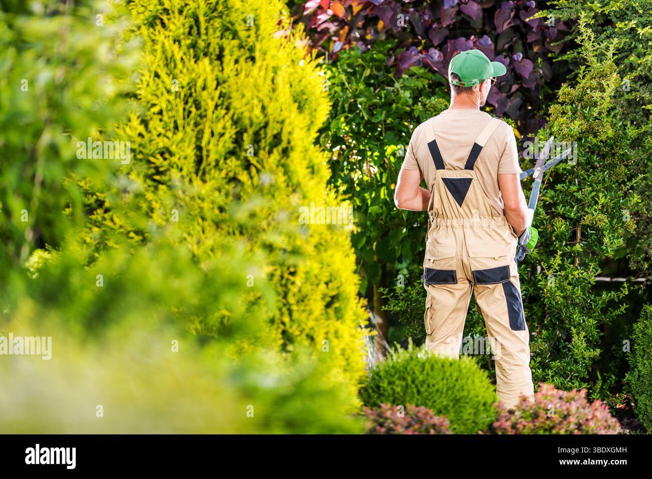 Ein Gärtner in beigefarbenen Overalls verwendet Schneidescheren an grünen Hecken, die von lebhaftem Laub umgeben sind. Die helle Sonne unterstreicht die ruhige Gartenatmosphäre Stockfoto