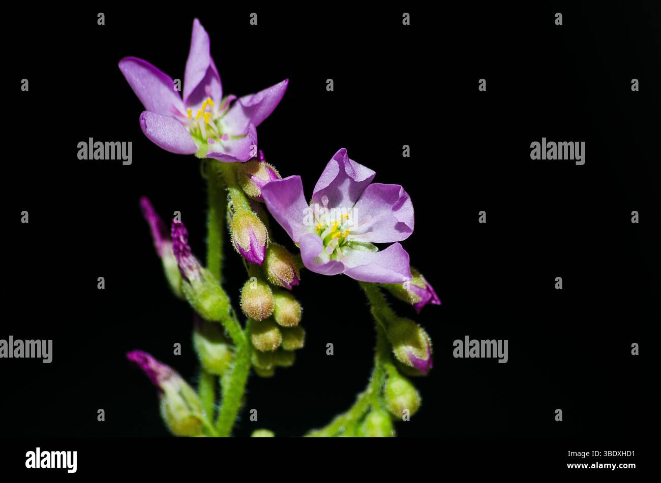 Nahaufnahme der Blumen des Kapsonnentau, Drosera Capensi. Stockfoto