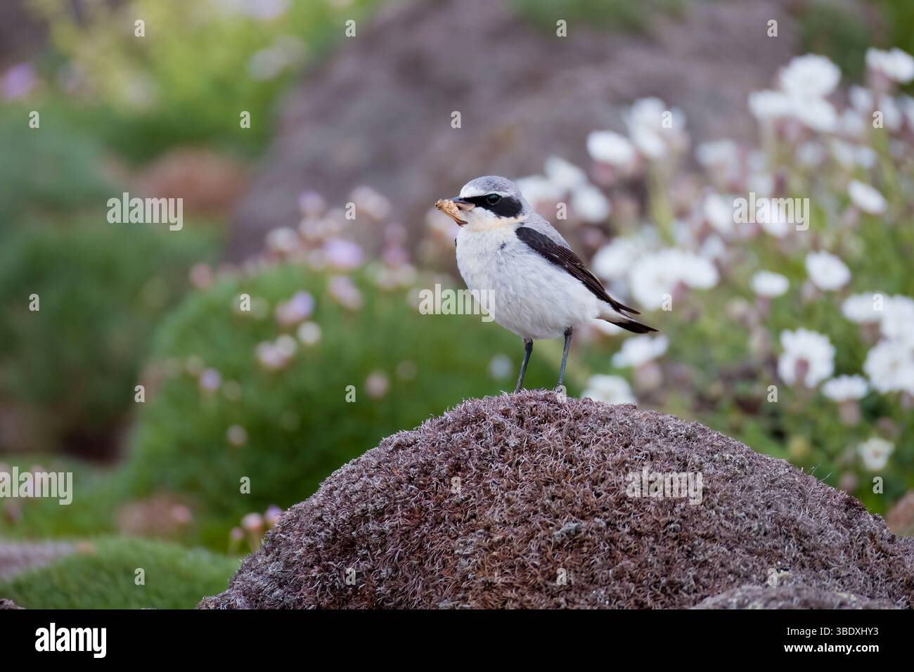 Männlicher Nördliche Wheatear mit Essen vor Sea Campion auf Skokholm Island Wales Stockfoto