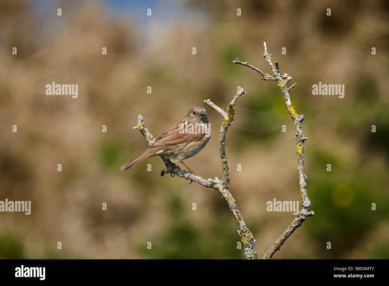 Ein männlicher Dunnock (Prunella modularis) oder Hedge Accentor auf einem Baumzweig vor weichem Hintergrund. Stockfoto