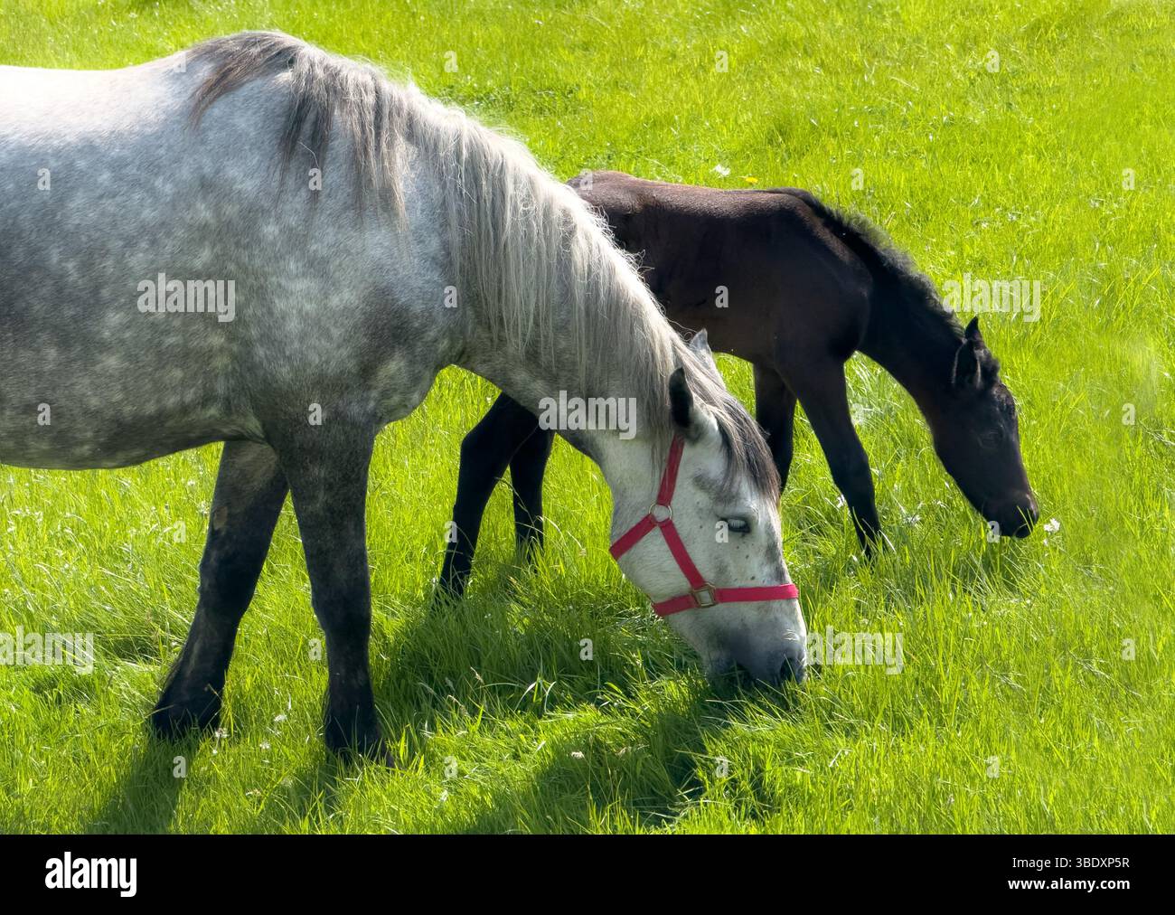 Eine graue Stute des Connemara-Ponys und ihr Fohlen Stockfoto