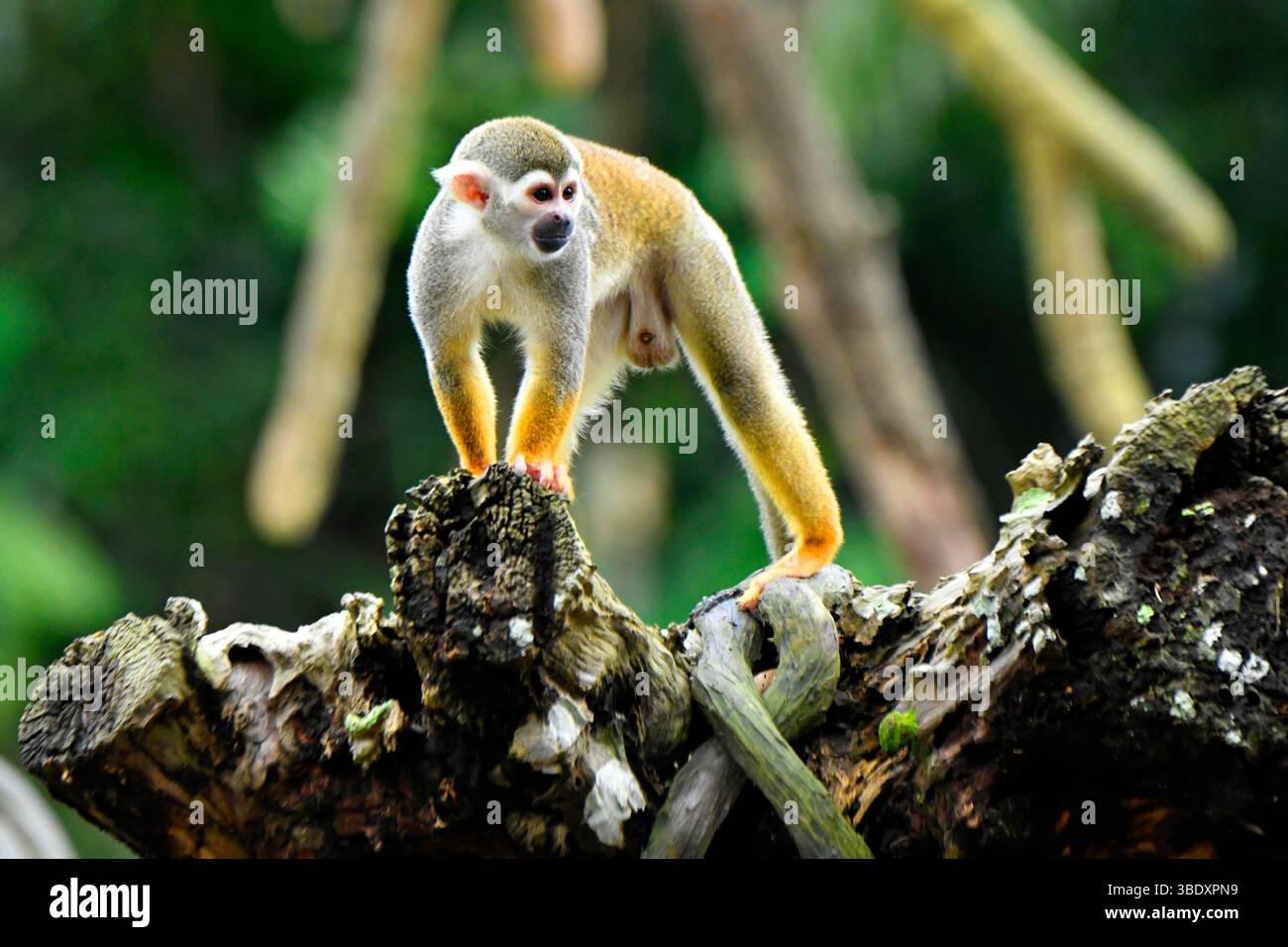 Gewöhnlicher Tintenfaffe (Saimiri sciureus) in Singapur, Asien. Stockfoto
