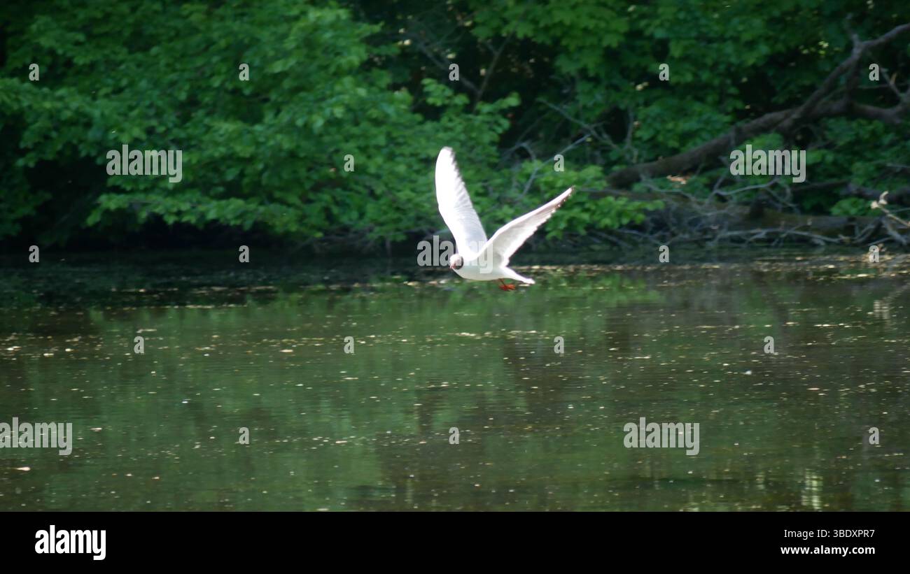Möwe im Flug Stockfoto