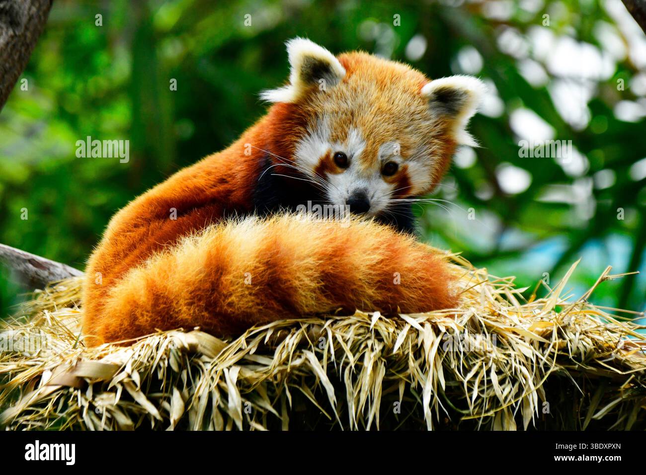 Roter Panda in einem Zoo in Singapur, Asien. Stockfoto