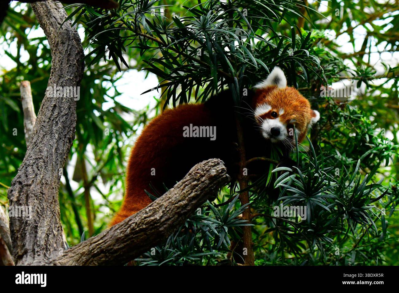 Roter Panda in einem Zoo in Singapur, Asien. Stockfoto