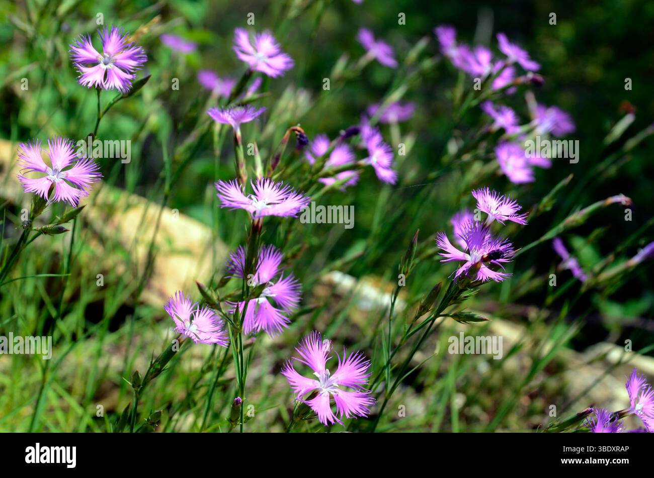 Rosa Blüten des gesäumten Rosa (Dianthus hyssopifolius), die zwischen Felsen in Berggebieten wachsen. Stockfoto