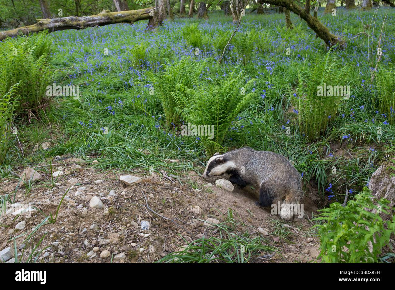Badger im Frühjahr Bluebell Forest, Dumfries und Galloway, Schottland Stockfoto