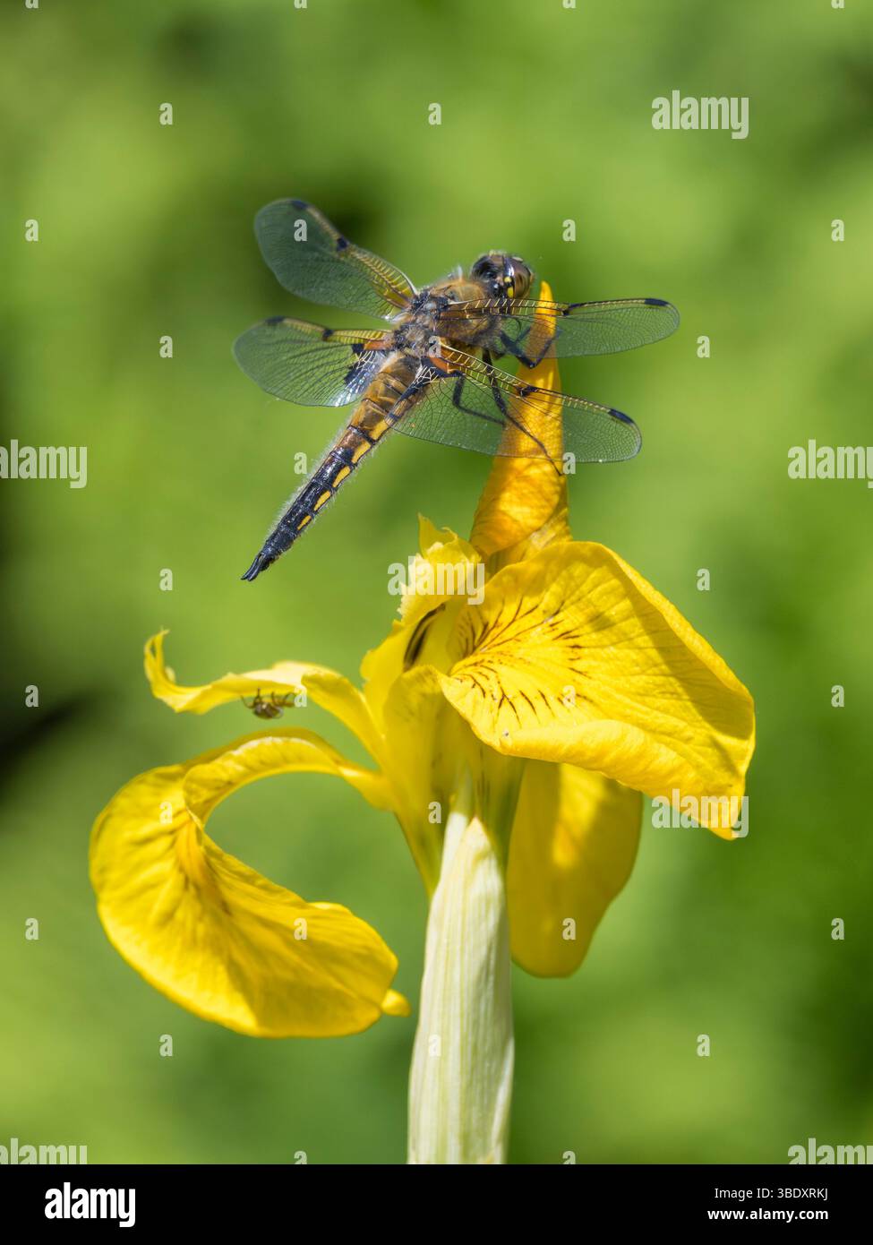 Libellula quadrimaculata, auf Flag Iris Flower, Dumfries und Galloway, Schottland Stockfoto
