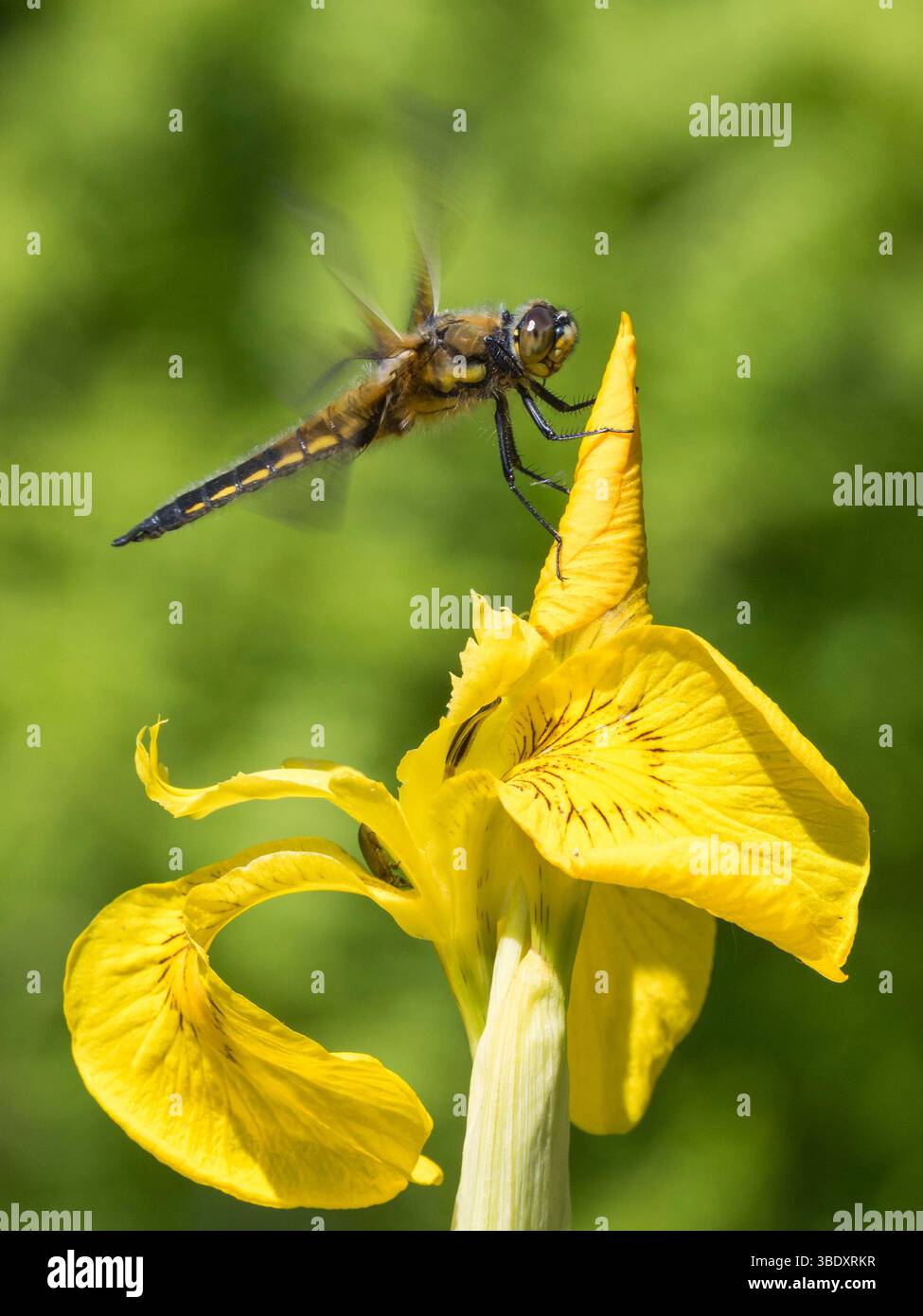 Libellula quadrimaculata, auf Flag Iris Flower, Dumfries und Galloway, Schottland Stockfoto