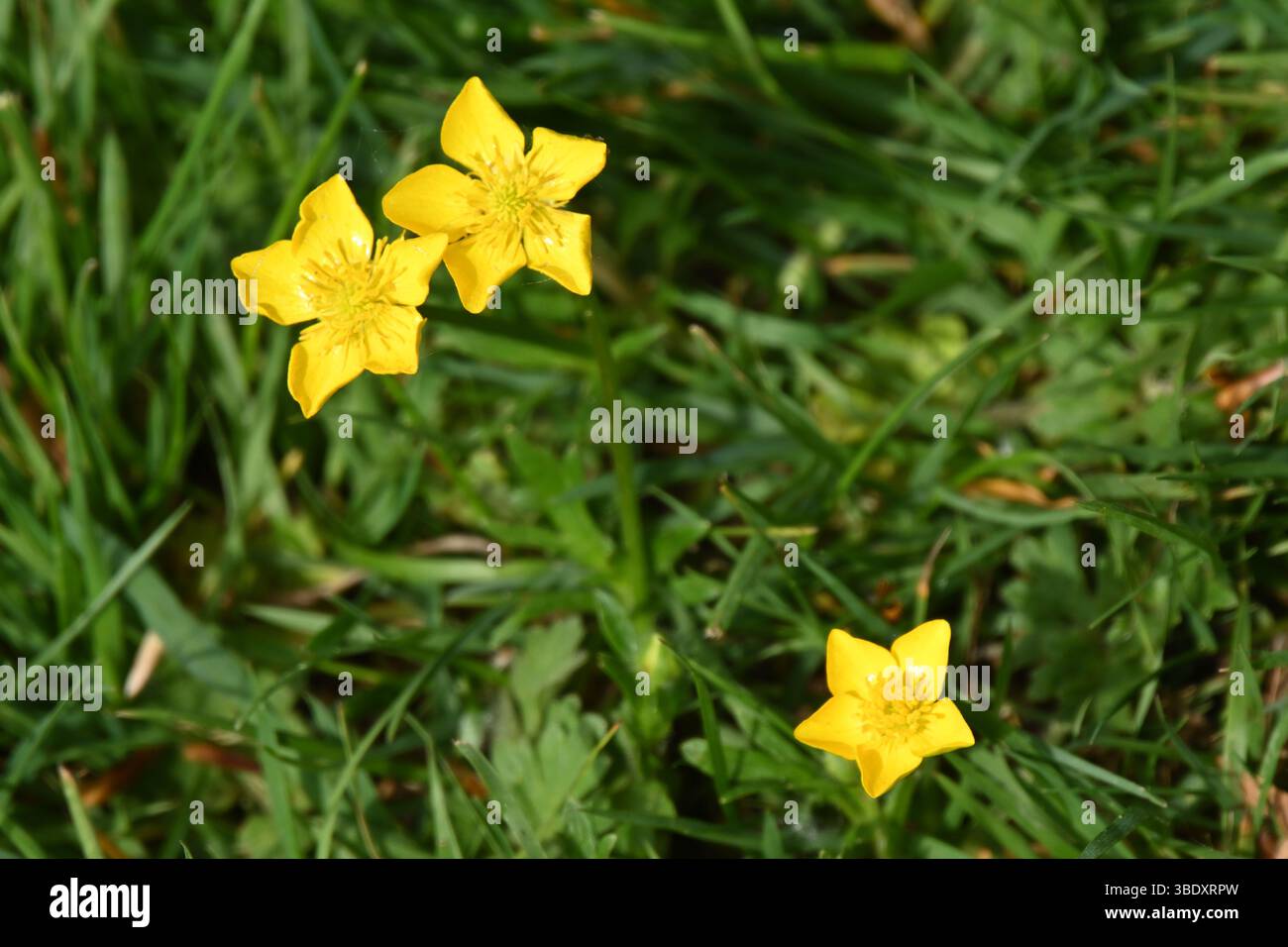 Leuchtend gelbe, glänzende Sommerblumen von kriechender Butterblume oder Ranunkel repens Mai Stockfoto