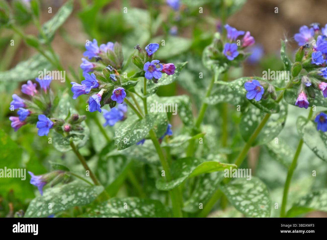 Blaue Frühlingsblumen und weiß geflecktes Laub des Lungenkrauts, pulmonaria UK Garden May Stockfoto