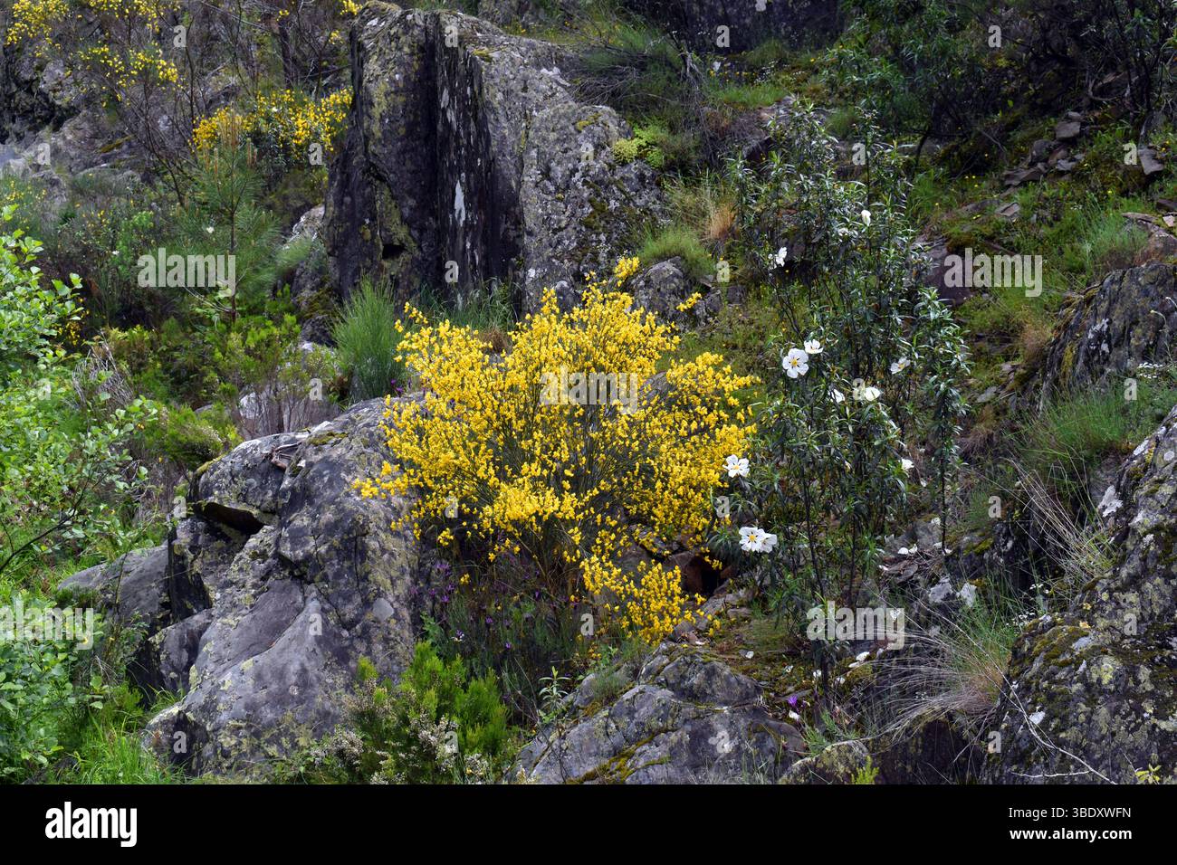 Der gewöhnliche Besenstrauch (Cytisus scoparius) mit seinen gelben Blüten im Frühjahr Stockfoto