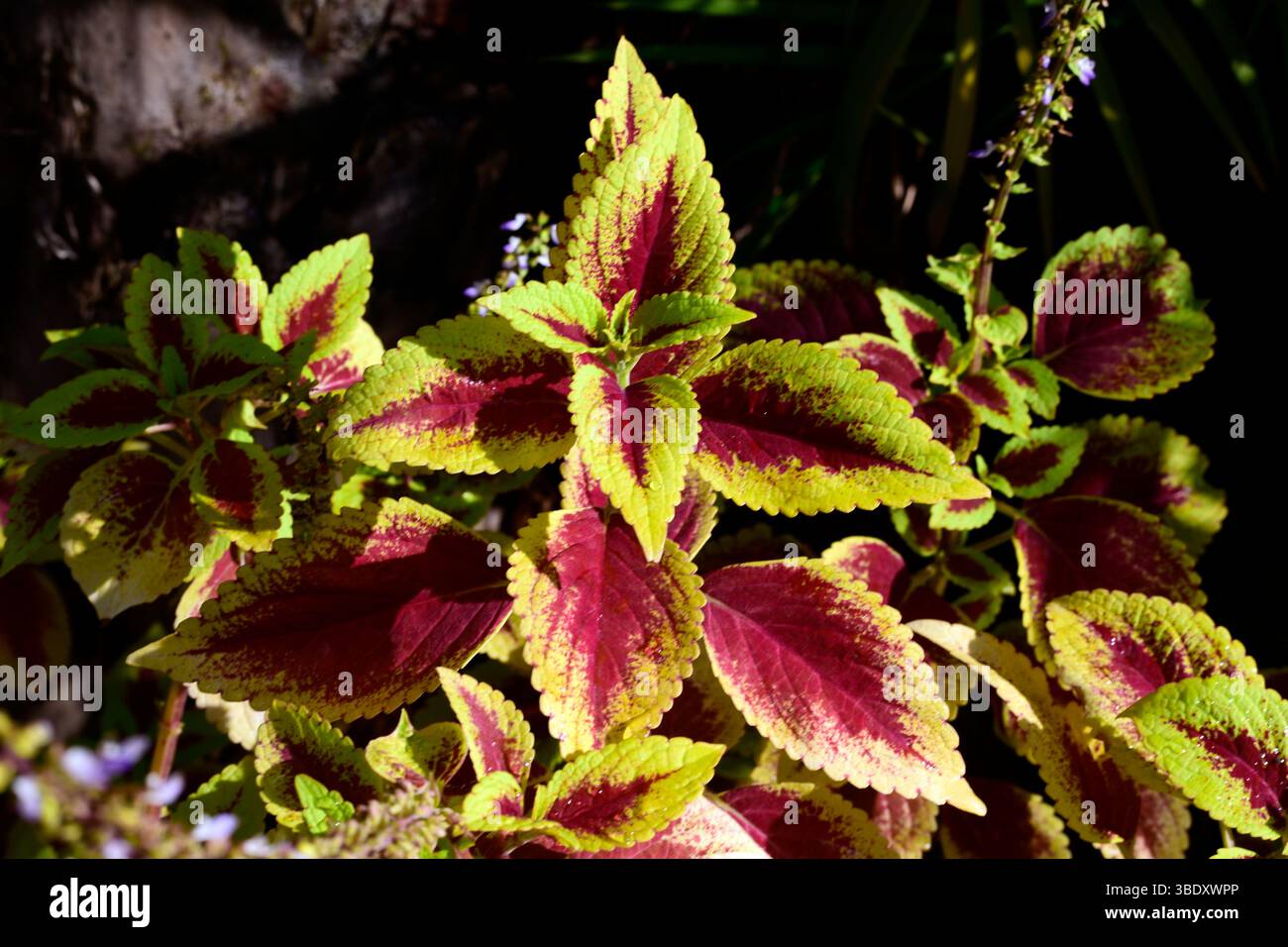 Tropische Blätter im National Orchid Garden in Singapore Botanic Gardens, Asien. Stockfoto