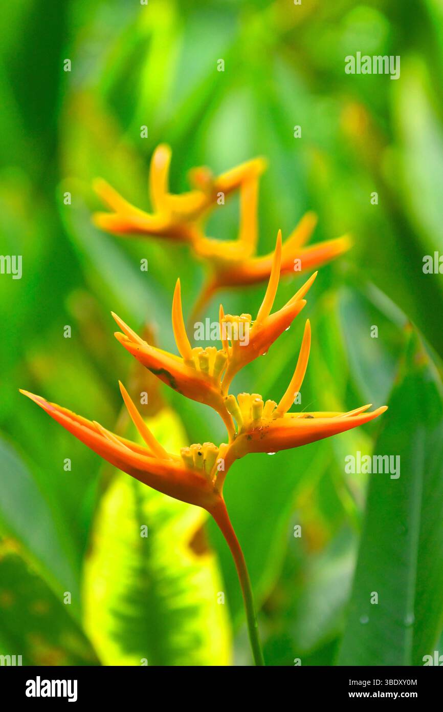 Der National Orchid Garten, der Singapur botanischen Garten, Singapur, Asien. Stockfoto