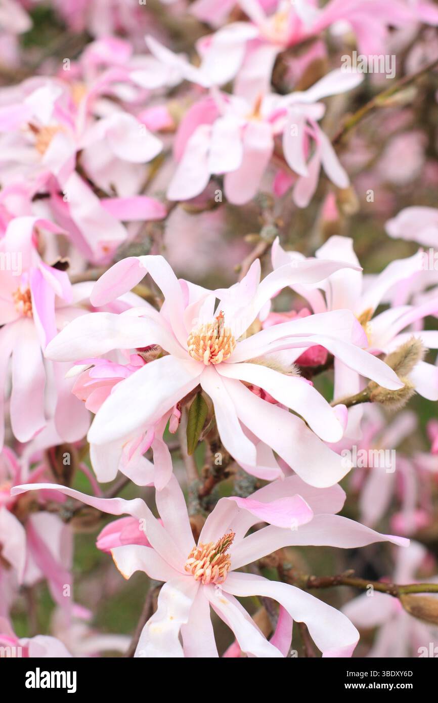 Magnolia x loebneri Leonard Messel Laubstrauch, kleiner Baum mit charakteristischen rosa Blüten im Frühjahr. UK Stockfoto
