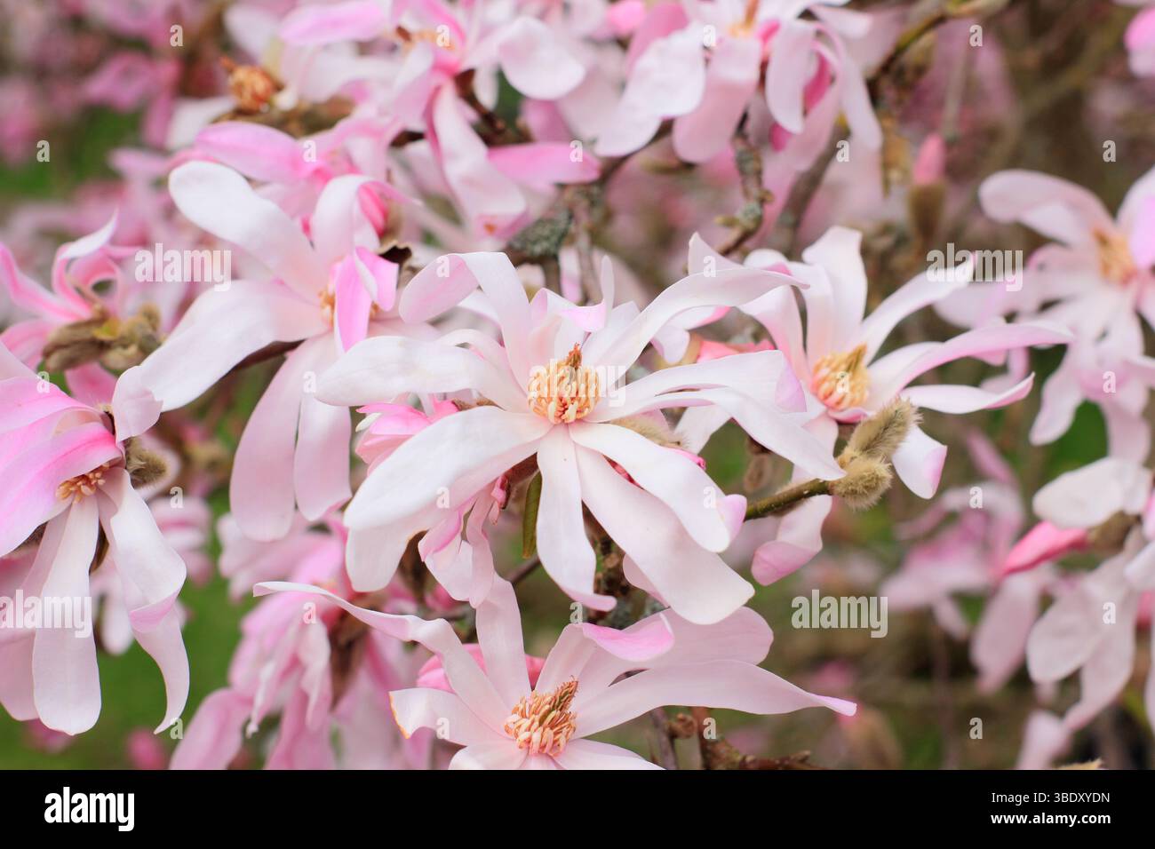 Magnolia x loebneri Leonard Messel Laubstrauch, kleiner Baum mit charakteristischen rosa Blüten im Frühjahr. UK Stockfoto
