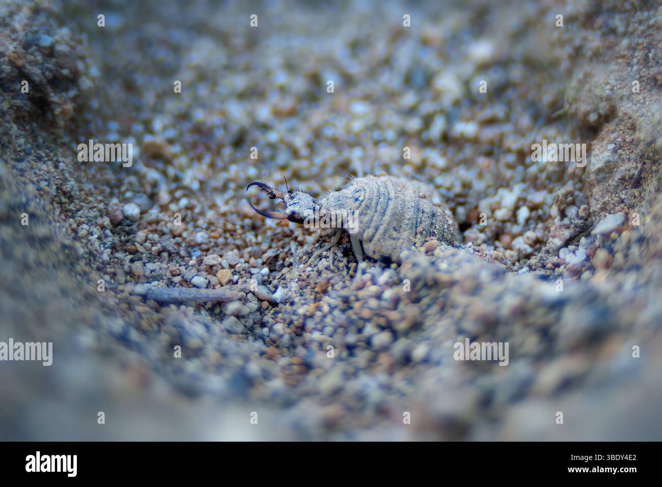 Ein Amlionen mit zarten, transparenten Flügeln liegt auf einem trockenen Zweig. Oft mit einer Libelle verwechselt, ist dieses Insekt ein geschicktes nächtliches Raubtier in Sand Stockfoto