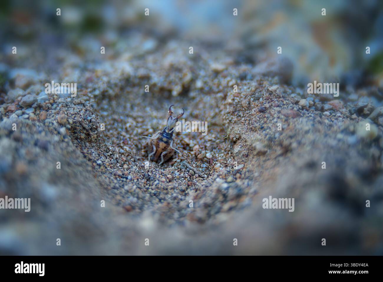 Ein Amlionen mit zarten, transparenten Flügeln liegt auf einem trockenen Zweig. Oft mit einer Libelle verwechselt, ist dieses Insekt ein geschicktes nächtliches Raubtier in Sand Stockfoto