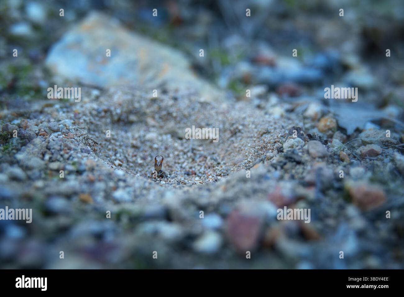 Ein Amlionen mit zarten, transparenten Flügeln liegt auf einem trockenen Zweig. Oft mit einer Libelle verwechselt, ist dieses Insekt ein geschicktes nächtliches Raubtier in Sand Stockfoto