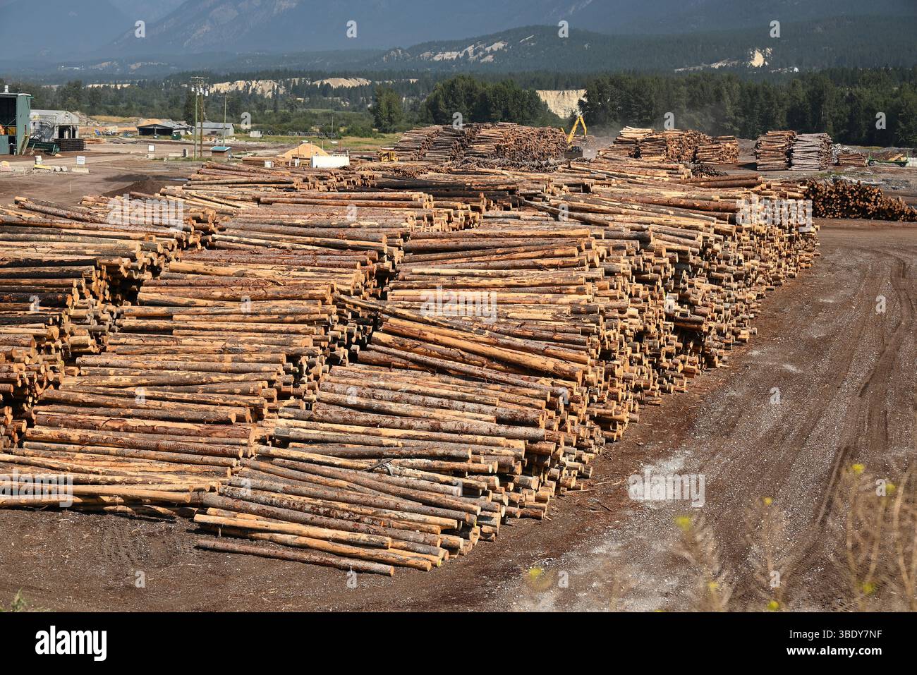 In Radium, Bristish Columbia, ist hier eine riesige Holzschneidefabrik. Stockfoto