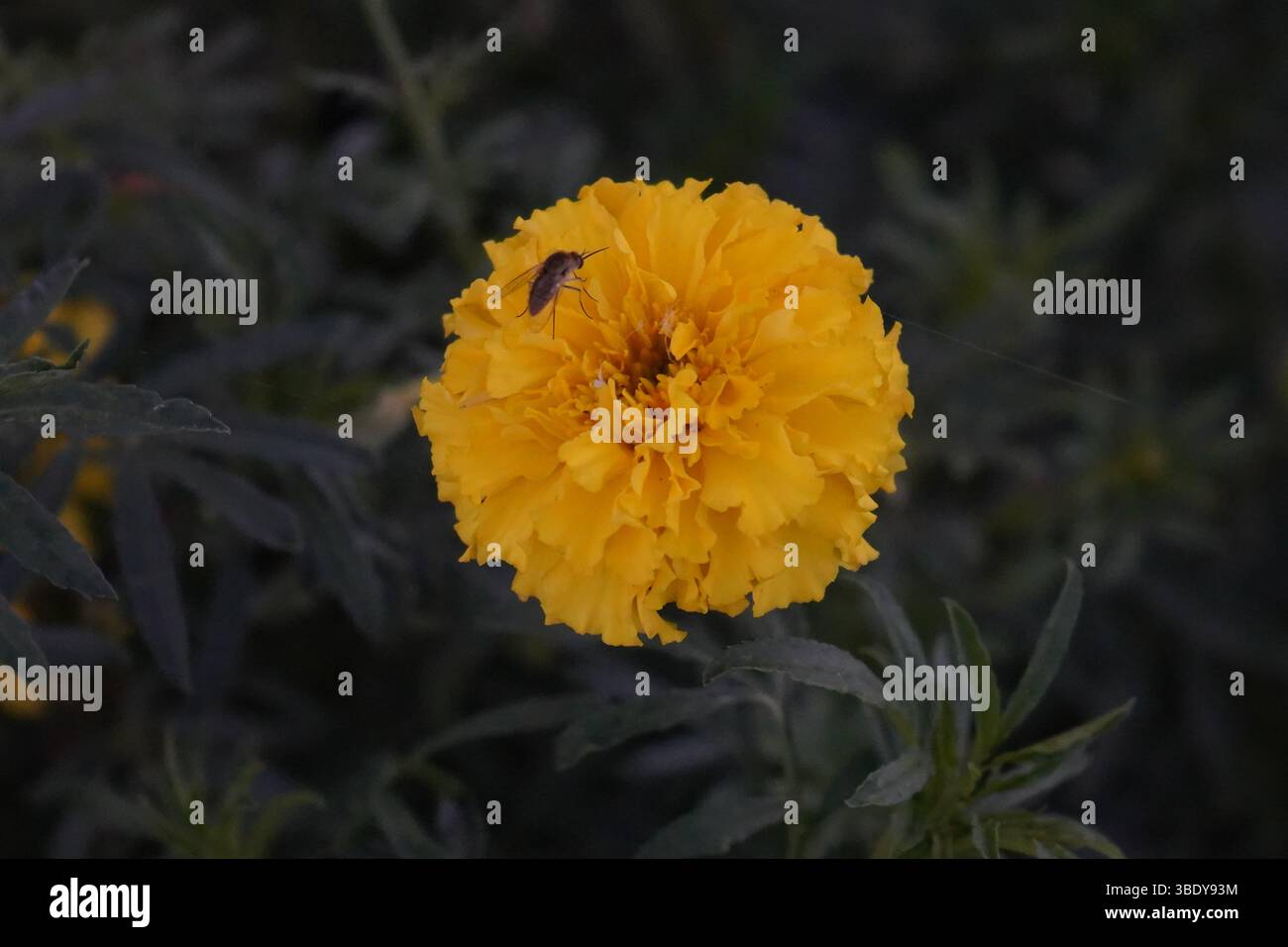 Ein fliegende Insekten, die Ringelblume oder die aztekische Ringelblume (Tagetes erecta) bestäuben Stockfoto