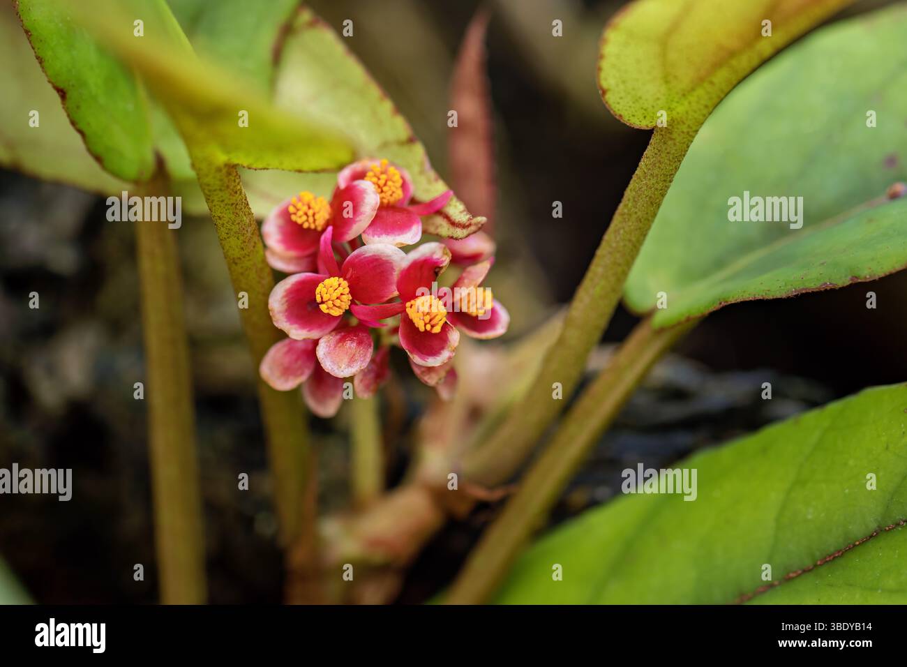 Begonia Suamosa squamosa Mittelamerika Stockfoto