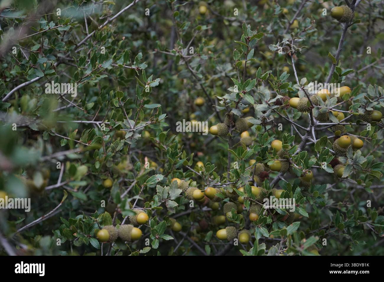 Quercus coccifera, die Kermes-Eiche oder auch bekannt als Palestine-Eiche, ist ein Eichenstrauch oder Baum im Abschnitt Ilex der Gattung. Stockfoto