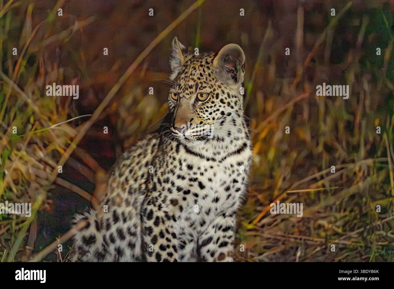Junger Leopard (Panthera pardus) in der Nacht in Botswana, Afrika Stockfoto