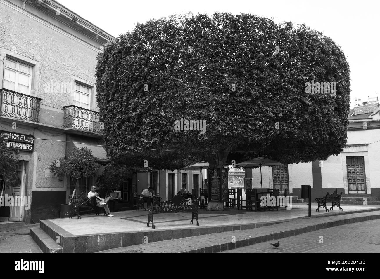 Guanajuato City, Mexiko - 30. Mai 2016: Die Menschen entspannen auf Bänken und an Tischen unter einem großen Baum und genießen den Schatten und die Atmosphäre der Stadt. Stockfoto