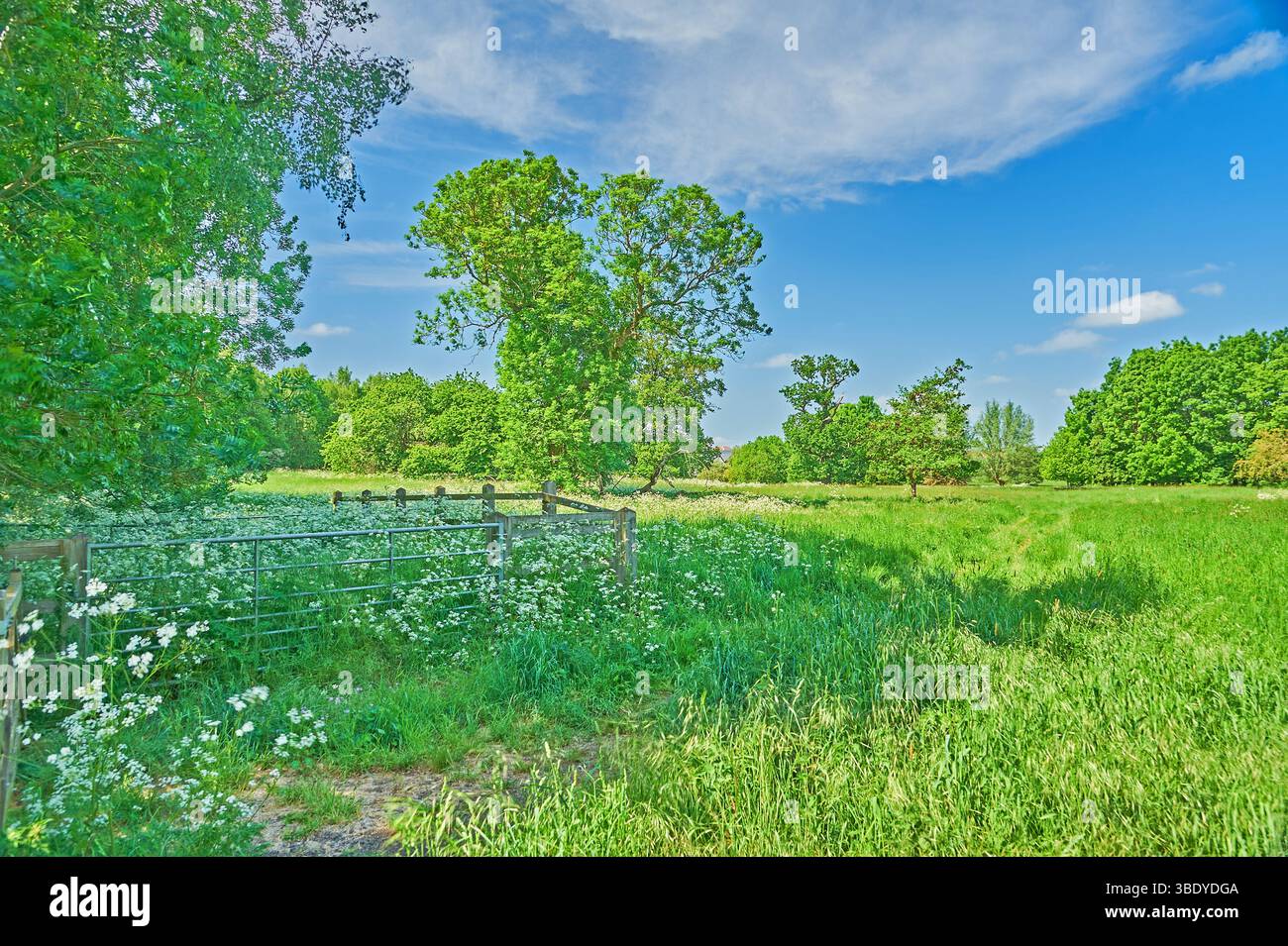 REC White and Blue Country Park in Bishops Stortford, Hertfordshire Stockfoto