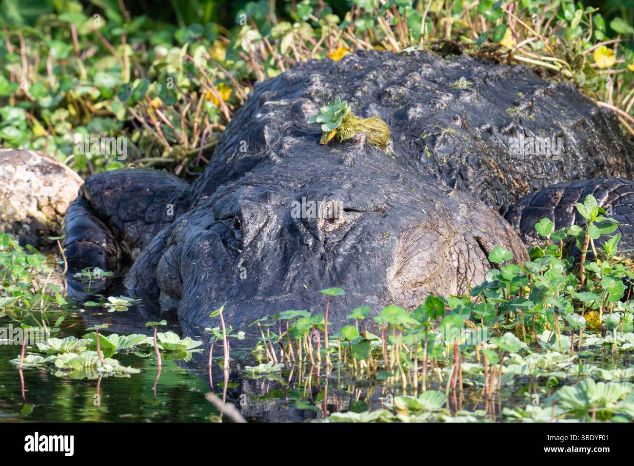 Ein riesiger amerikanischer Alligator liegt am Ufer des Lake Apopka Wildlife Drive in Florida. Stockfoto