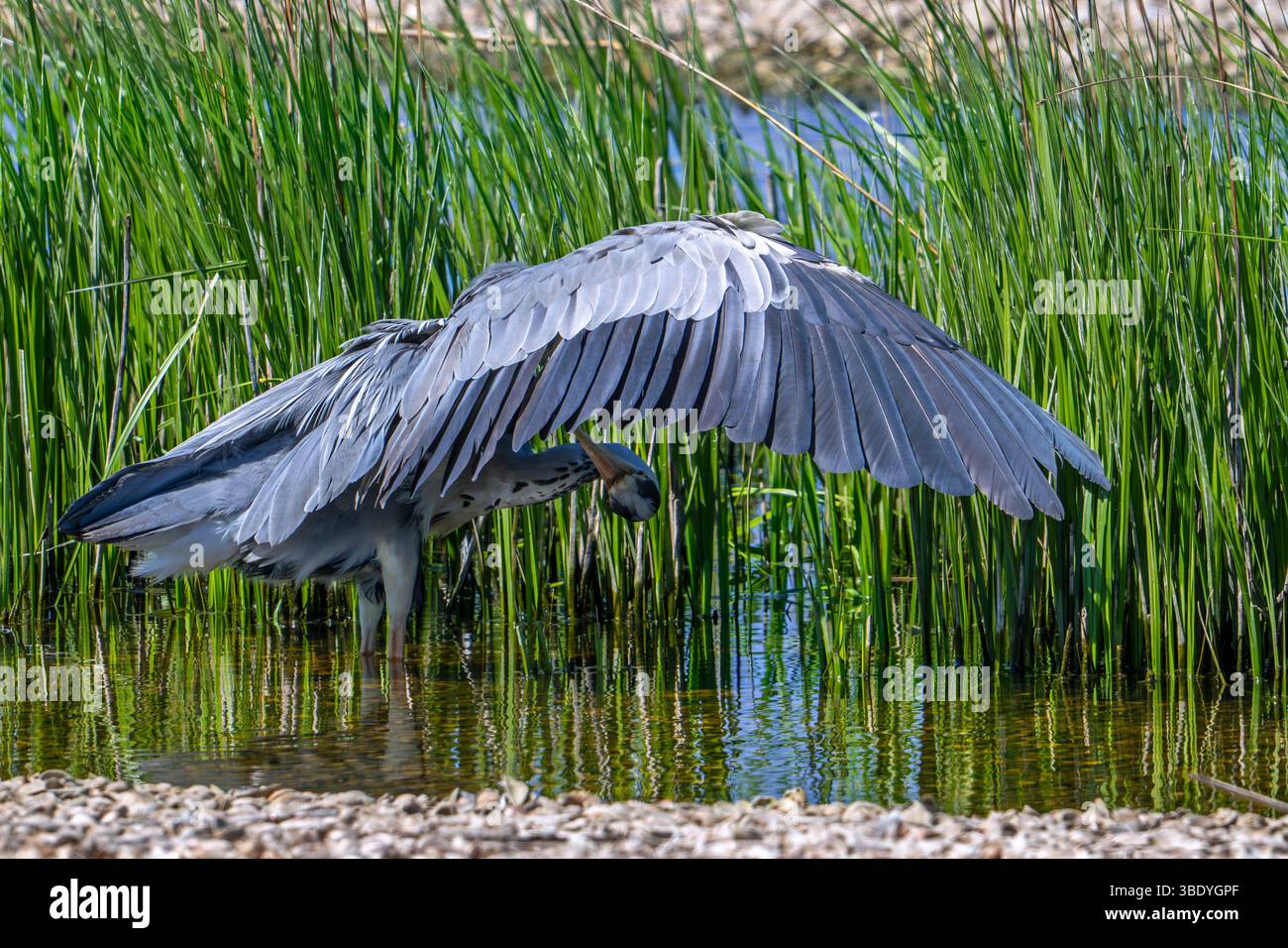 Graureiher (Ardea cinerea) im Teich, der im Frühjahr unter dem gespreizten Flügel auftaucht Stockfoto