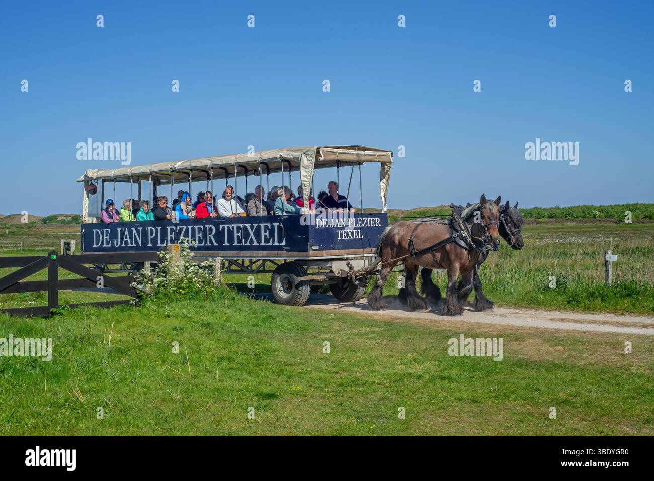 Zwei belgische Zugpferde ziehen de Jan Plezier Texel, überdachten Wagen mit Touristen, auf Besichtigungstour in de Slufter, Nordholland, Niederlande Stockfoto